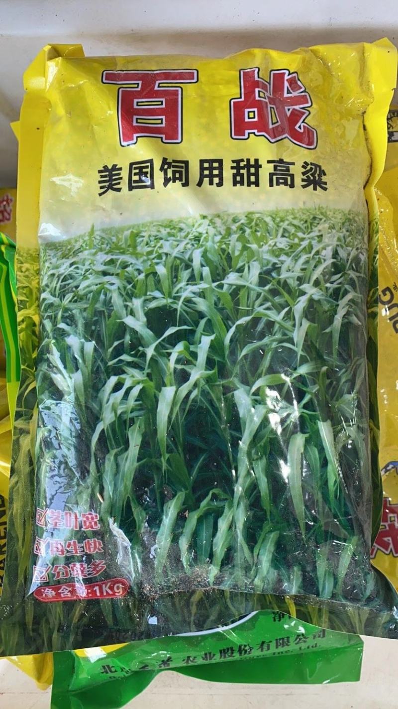 甜高粱种子大力士甜高粱种子多进口牧草种子饲用甜高粱种子