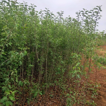 云南昭通糖心苹果嫁接苗，成活率高，座果率强