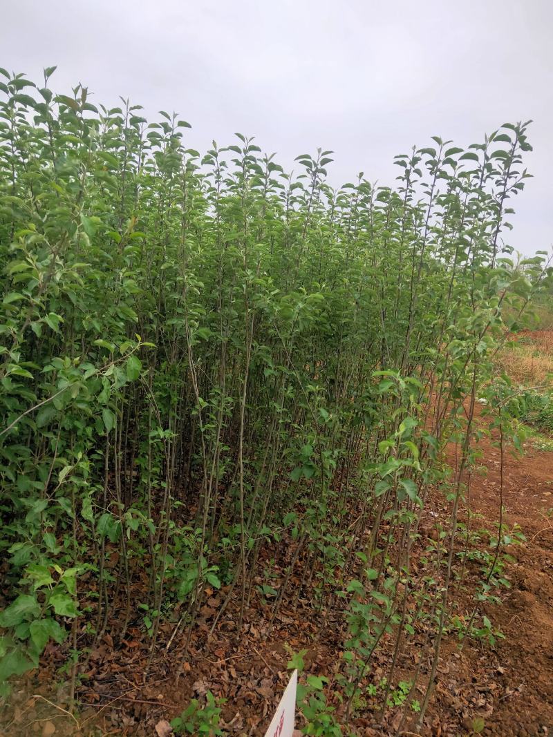 云南昭通糖心苹果嫁接苗，成活率高，座果率强