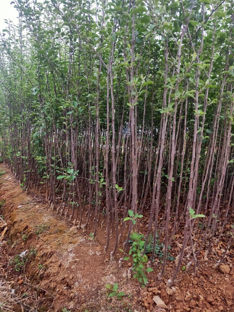 云南昭通糖心苹果嫁接苗，成活率高，座果率强