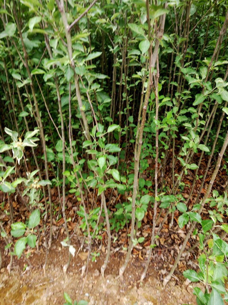 云南昭通糖心苹果嫁接苗，成活率高，座果率强