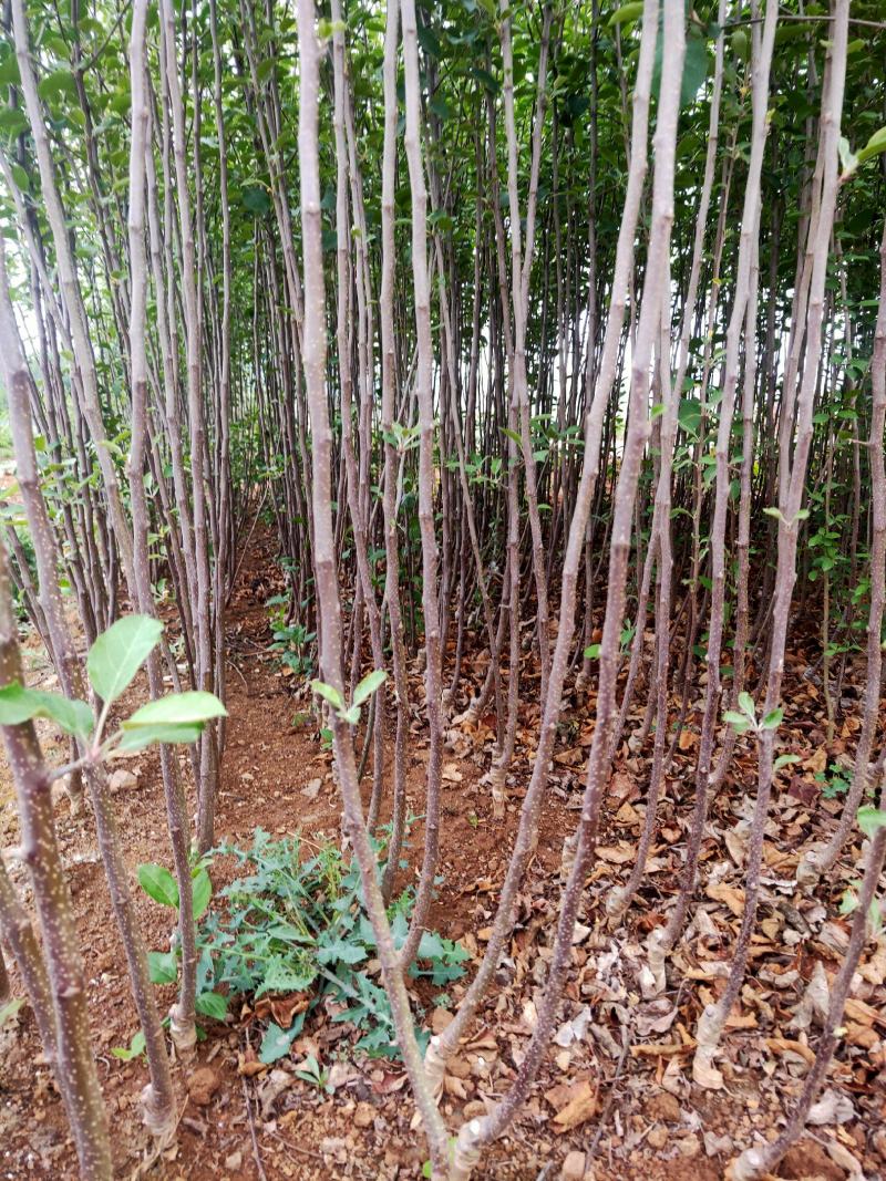 云南昭通糖心苹果嫁接苗，成活率高，座果率强