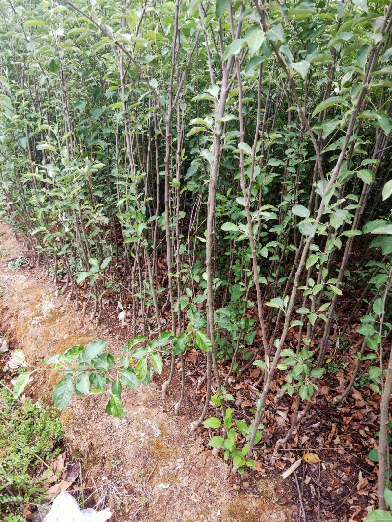 云南昭通糖心苹果嫁接苗，成活率高，座果率强