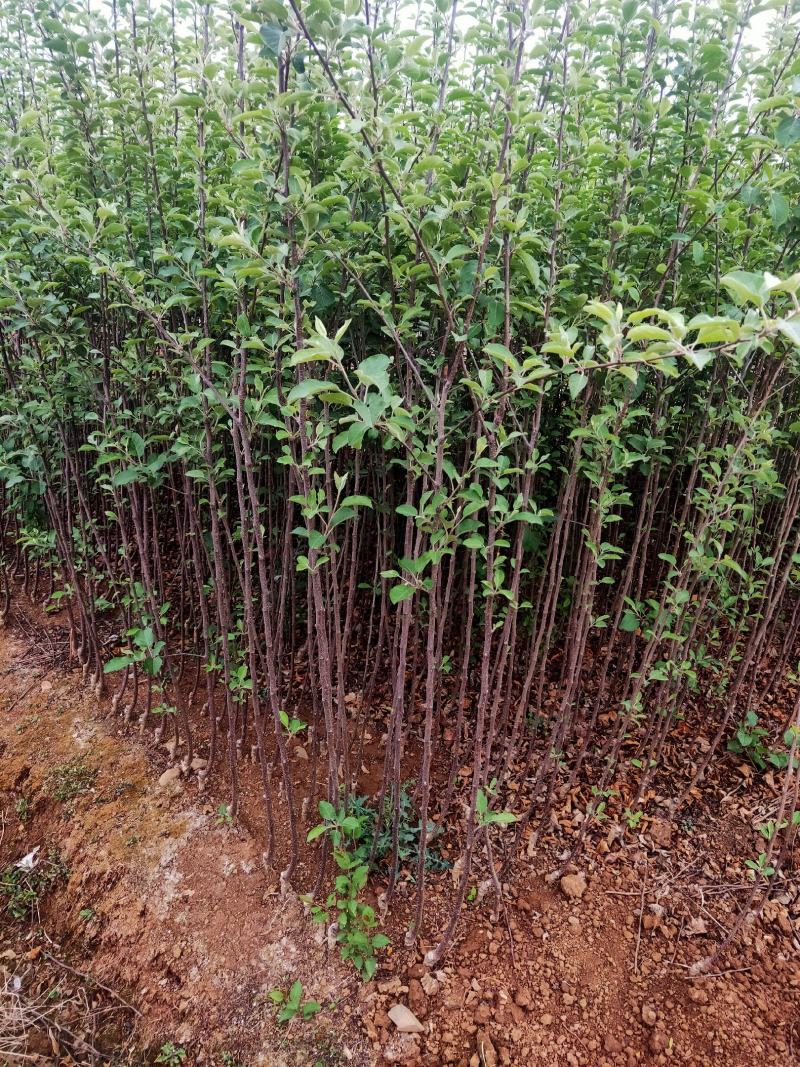 云南昭通糖心苹果嫁接苗，成活率高，座果率强