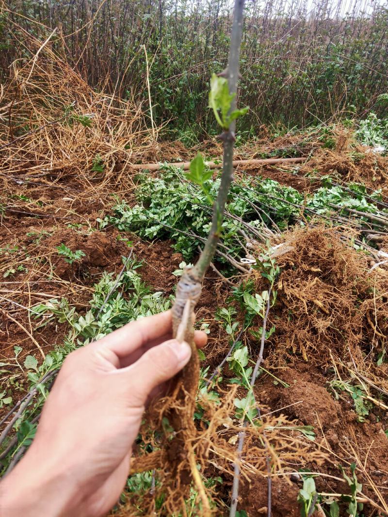大红袍花椒，九叶青椒，无刺花椒，成活率高，产量高