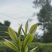绿茶手工绿茶明前春茶高山绿茶浓香500g批发价