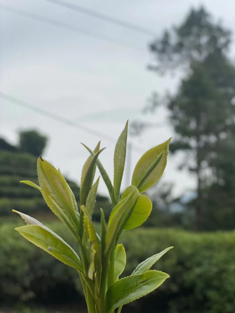 绿茶手工绿茶明前春茶高山绿茶浓香500g批发价