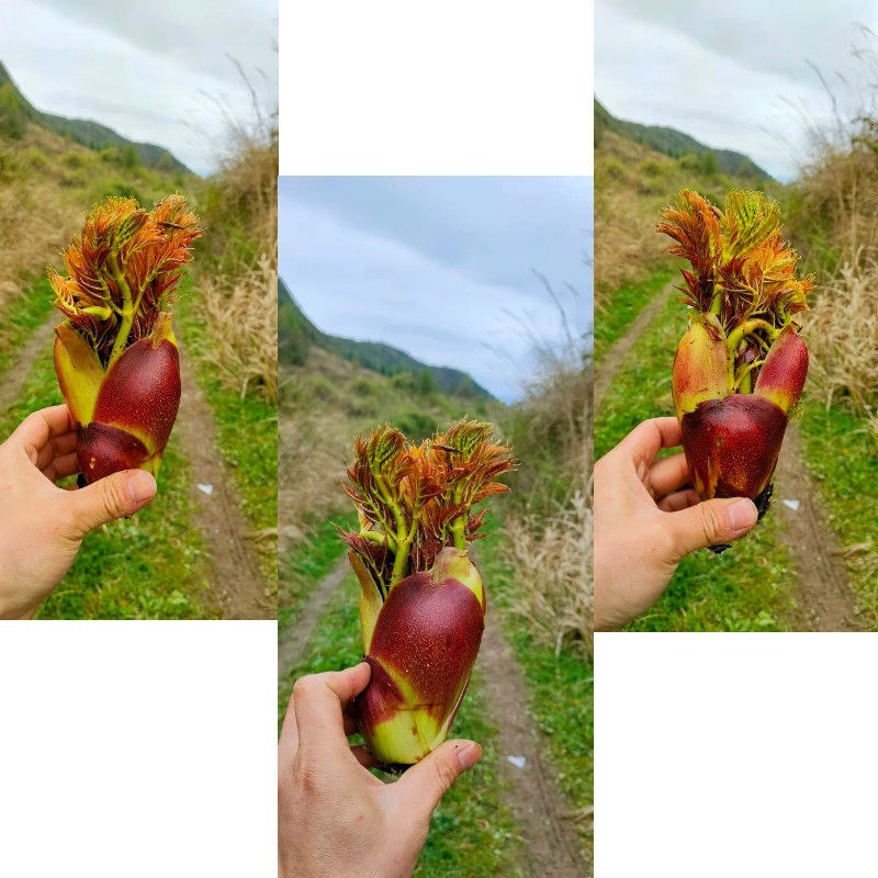 贵州本地露天野生刺老包刺嫩芽刺老芽