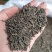 坪上炒茶老熟香茶叶炒茶高山炒茶老茶浓香型炒茶老炒茶熟黑茶