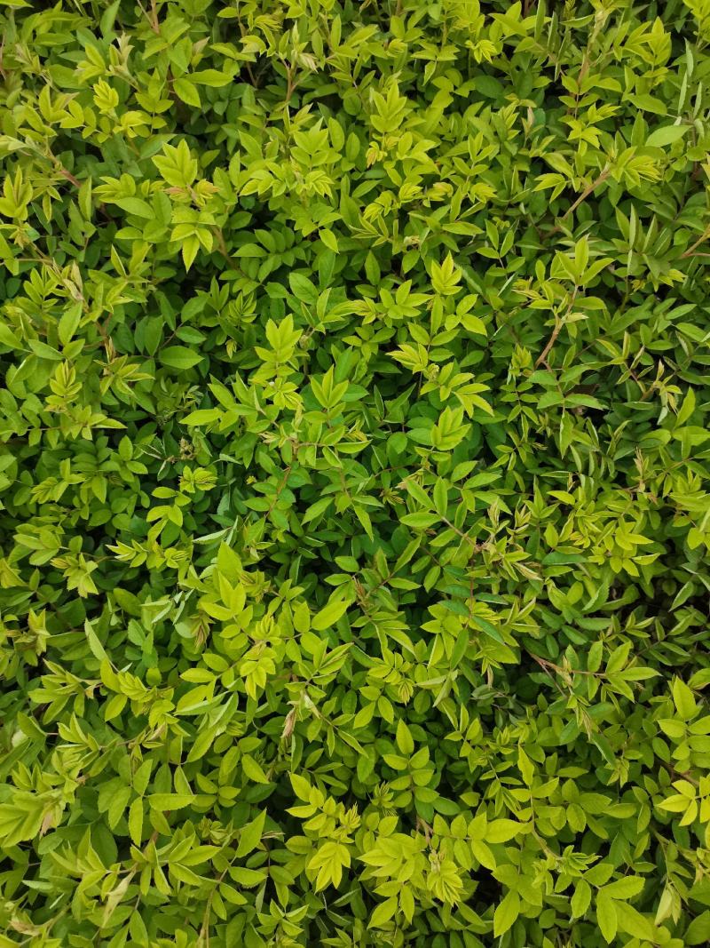 优质批发爬藤蔷薇小苗蔷薇床苗蔷薇小苗