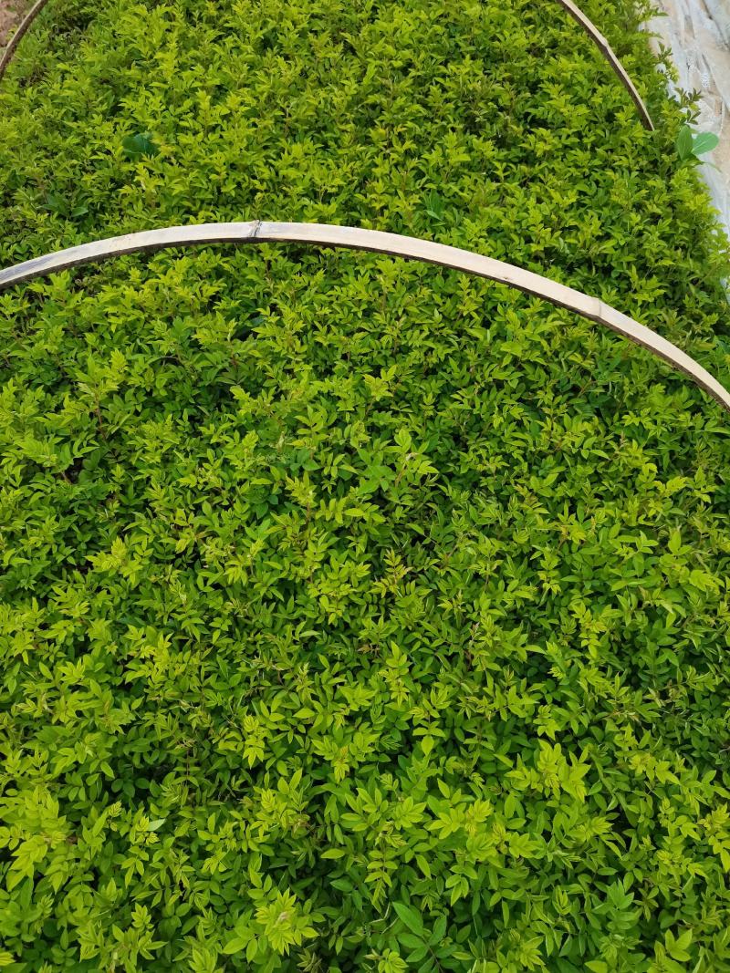 优质批发爬藤蔷薇小苗蔷薇床苗蔷薇小苗
