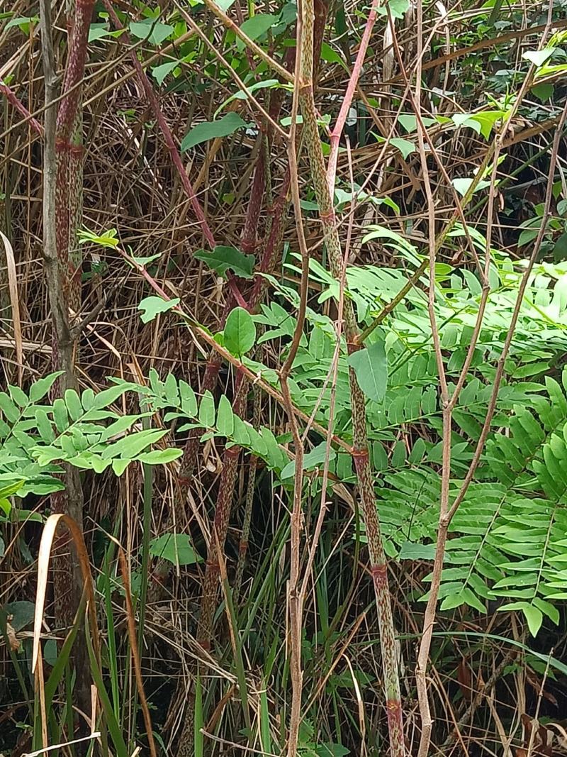 虎杖，纯野生多年虎杖根，药效更好，鲜，干货均有。