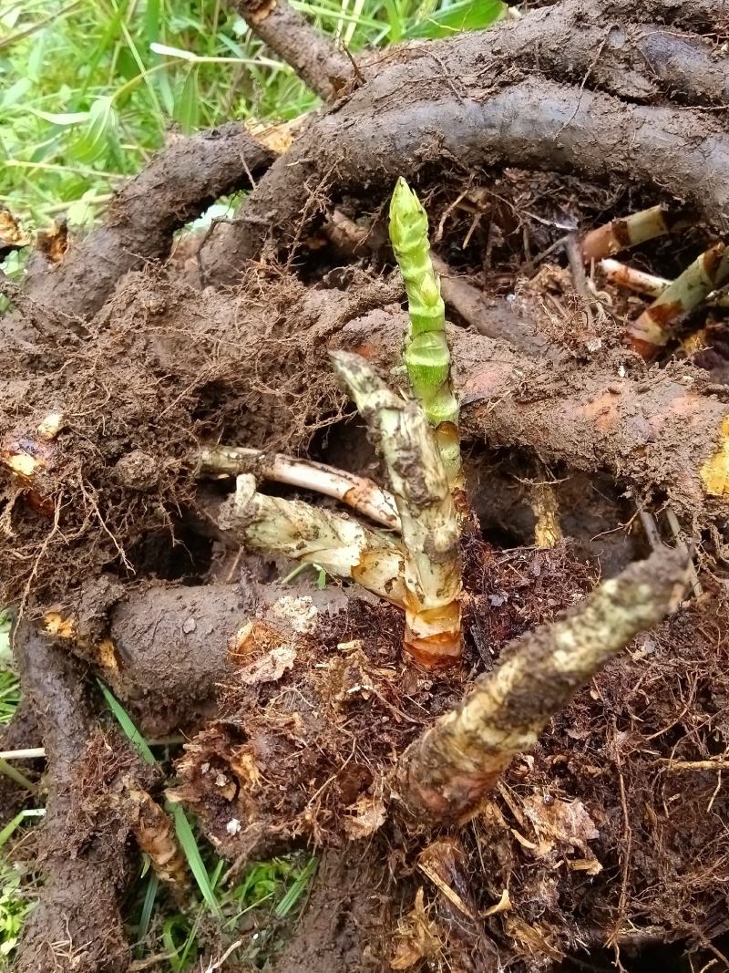 虎杖，纯野生多年虎杖根，药效更好，鲜，干货均有。