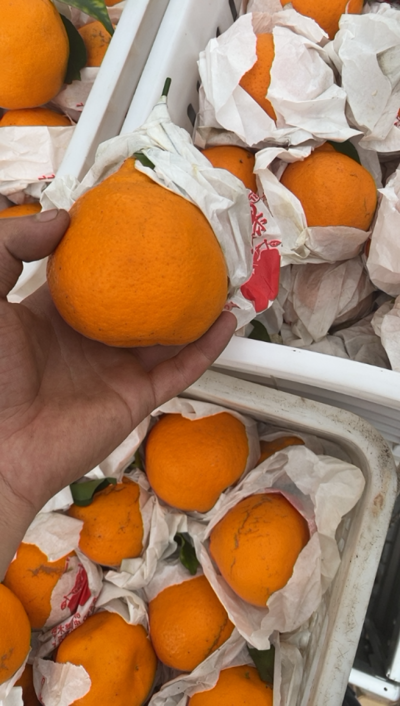 大量出售耙耙柑次果味道甜果果可以