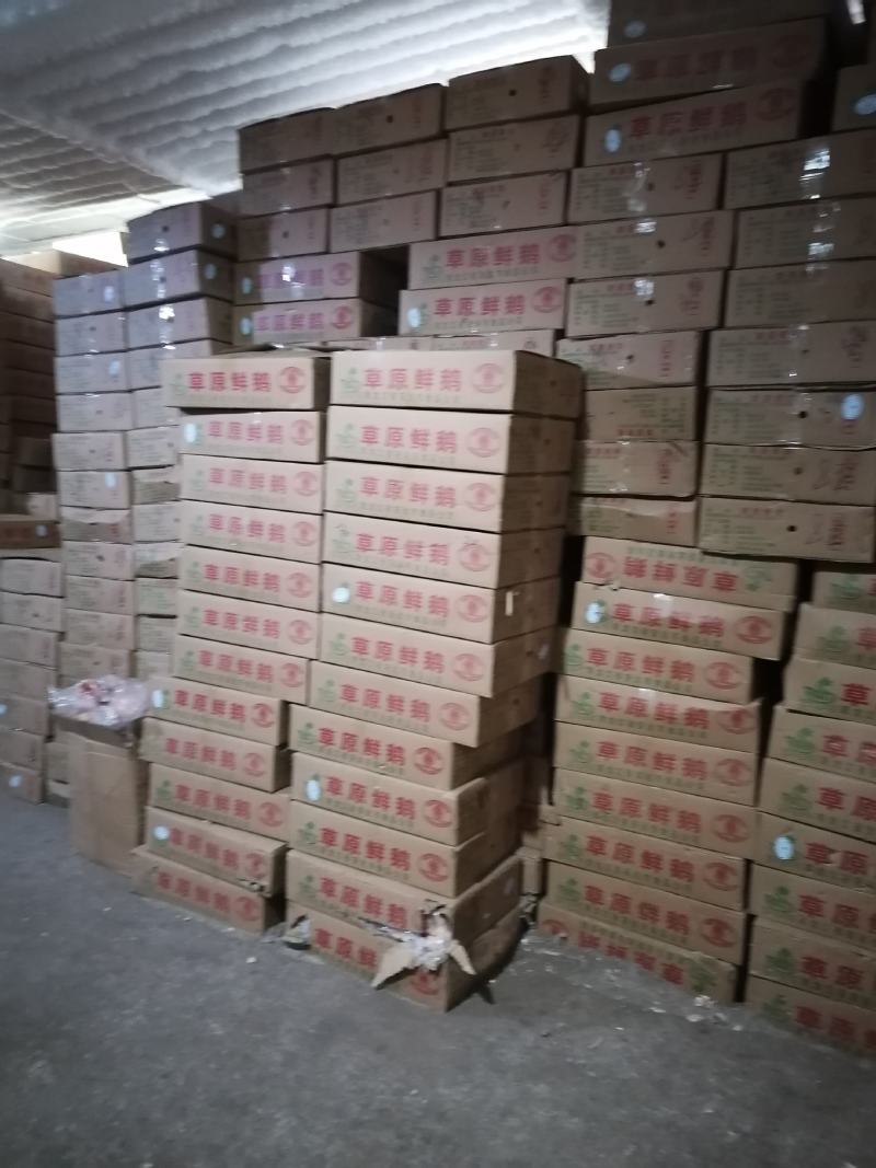 鹅，白条鹅，东北黑龙江省绥化市安达市当地大鹅，保质量