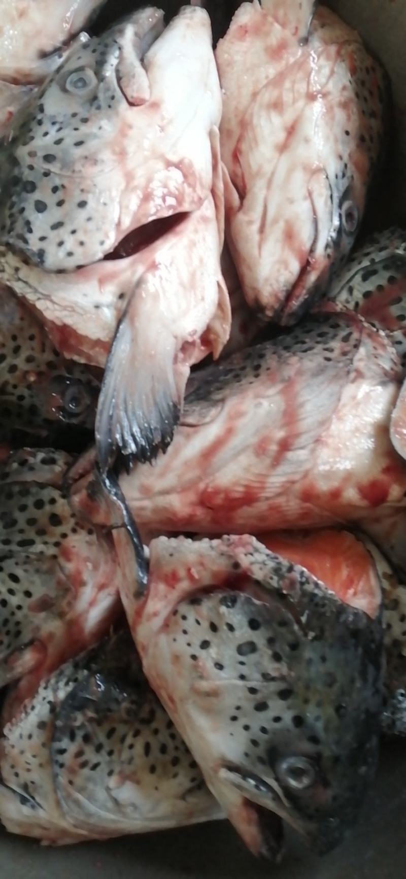 新鲜三文鱼头14元/个新鲜三文鱼头连云港直发