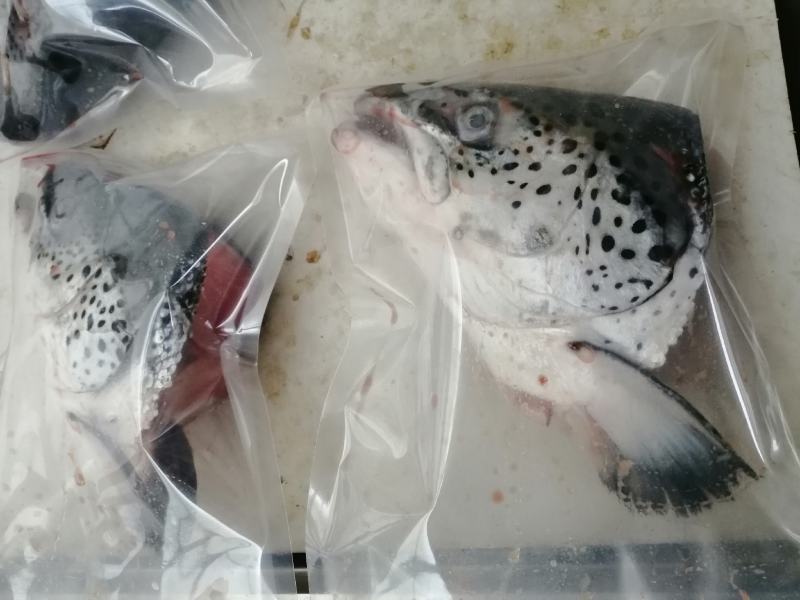 新鲜三文鱼头14元/个新鲜三文鱼头连云港直发