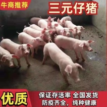 大型猪场常年出售三元，二元优良仔猪品种齐全防疫到位
