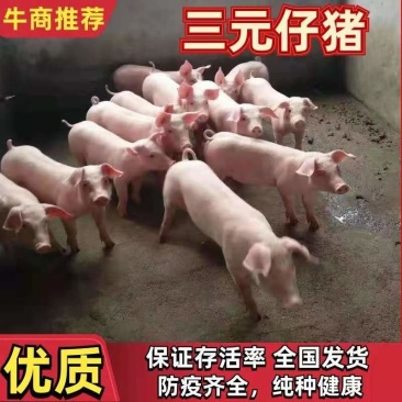 大型猪场常年出售三元，二元优良仔猪品种齐全防疫到位