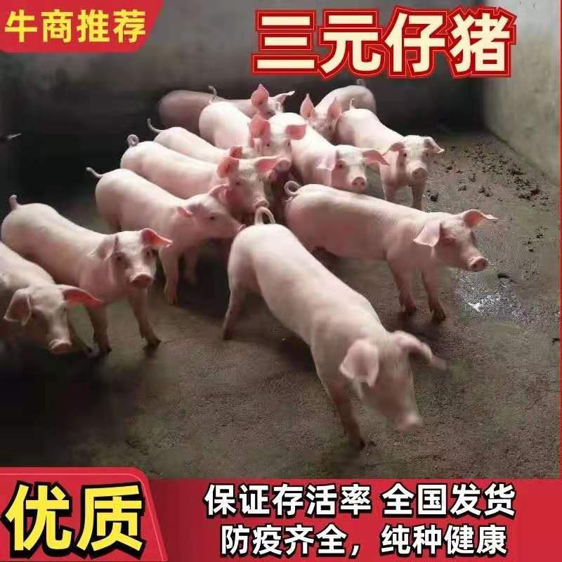 大型猪场常年出售三元，二元优良仔猪品种齐全防疫到位