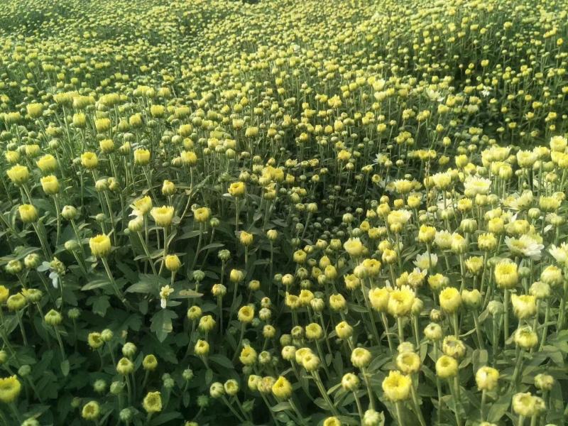 胎菊精品胎菊一手货源