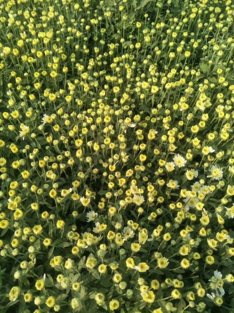 胎菊精品胎菊一手货源