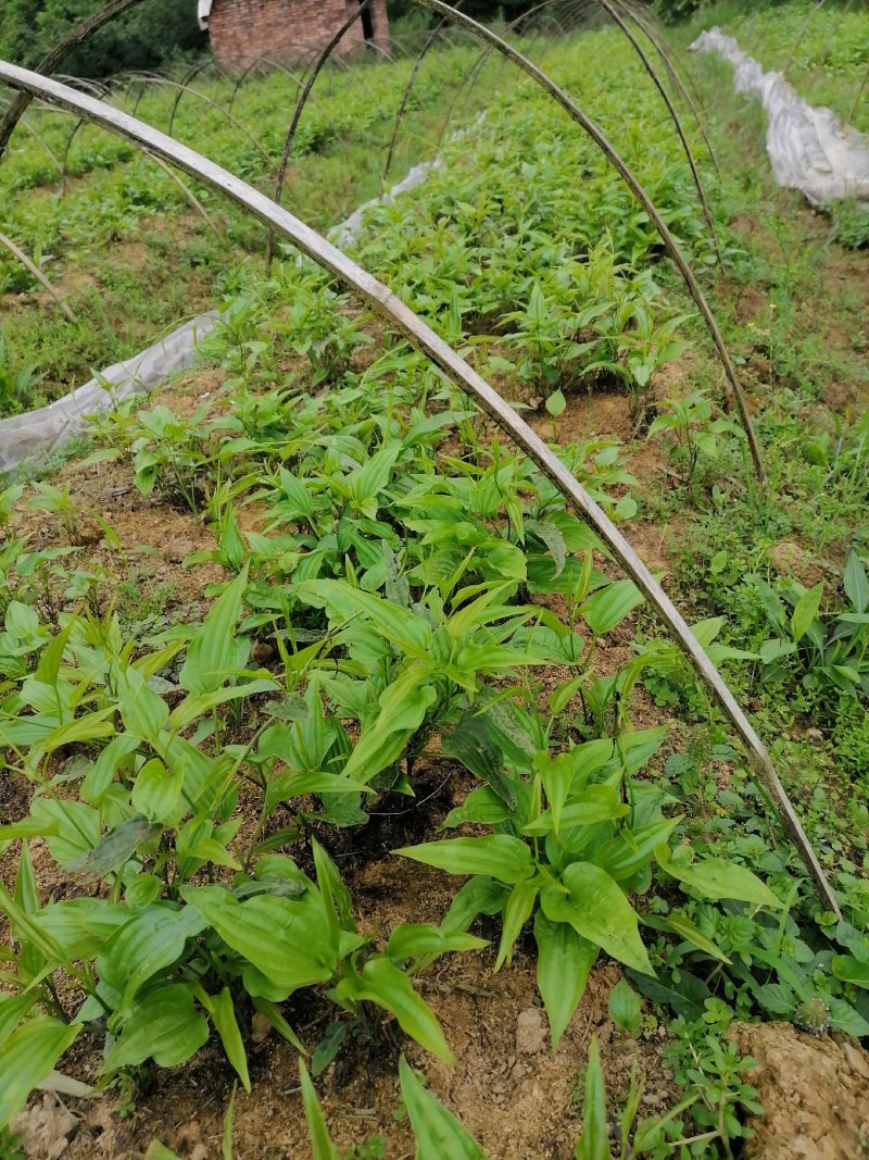 广西对叶百部红花白花苗阿成
