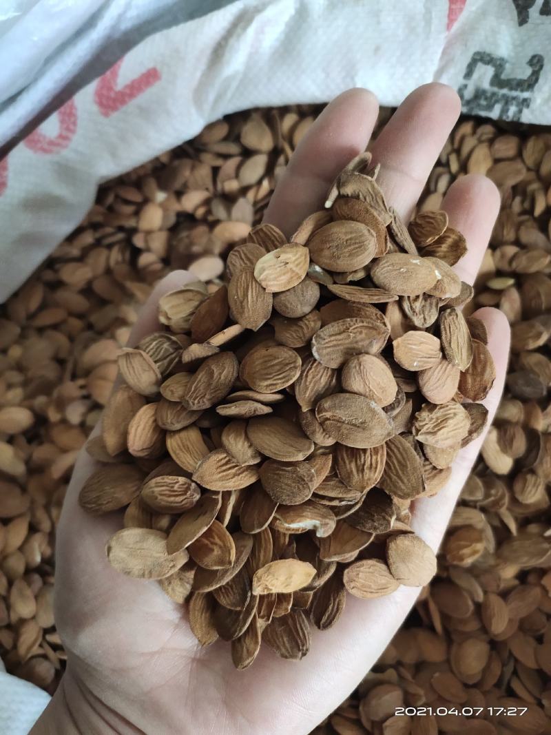 【文斌药业】桃仁家桃仁饱满地道药材