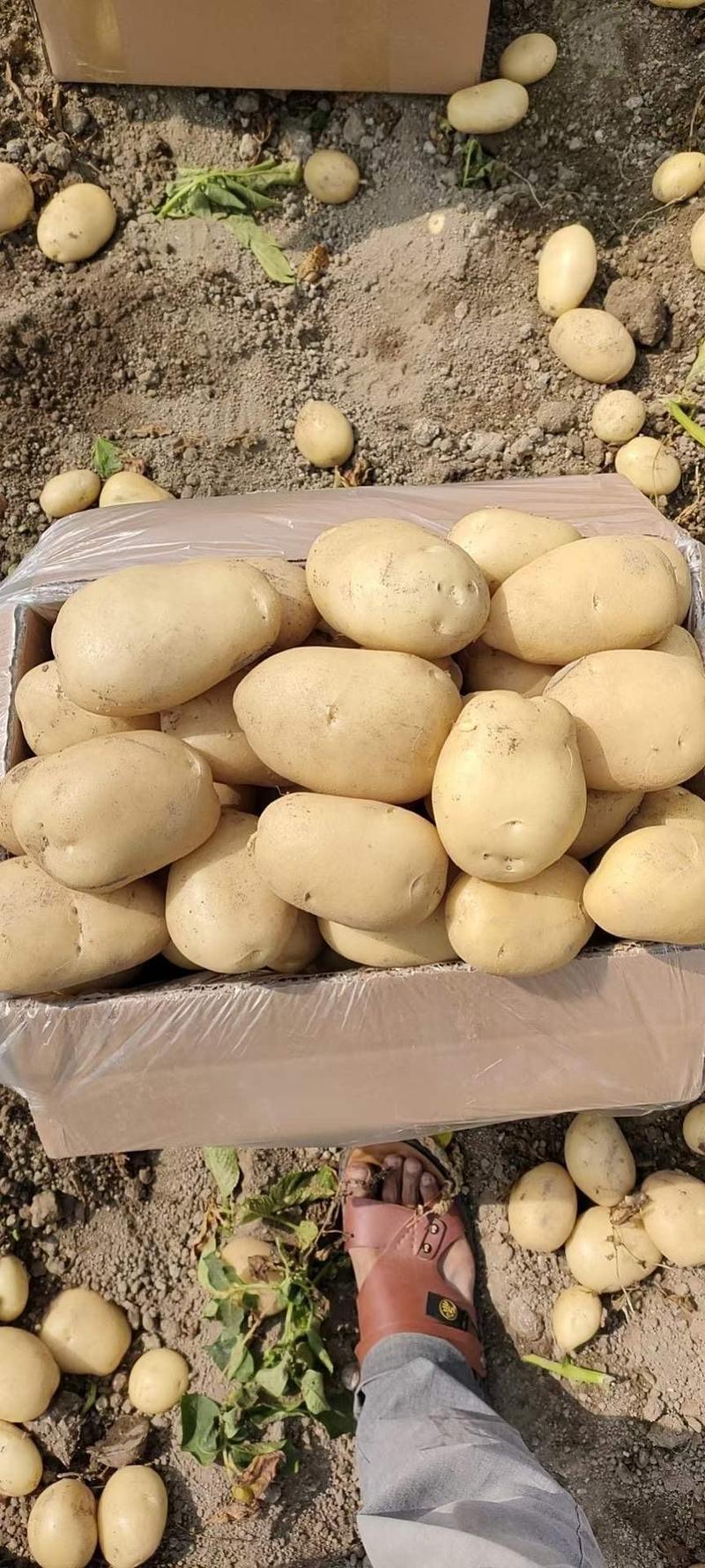 云南土豆大量上市、物美价廉、产地直发、一手货源、