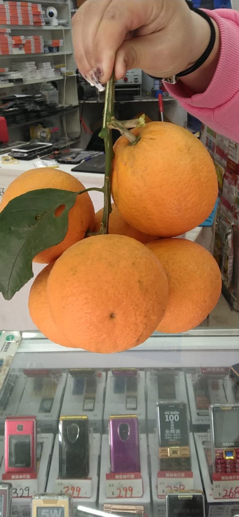 青见柑桔水果柑橘类/