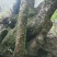 白花檵木桩已移栽成活米径10～35cm造型特好，中，一般