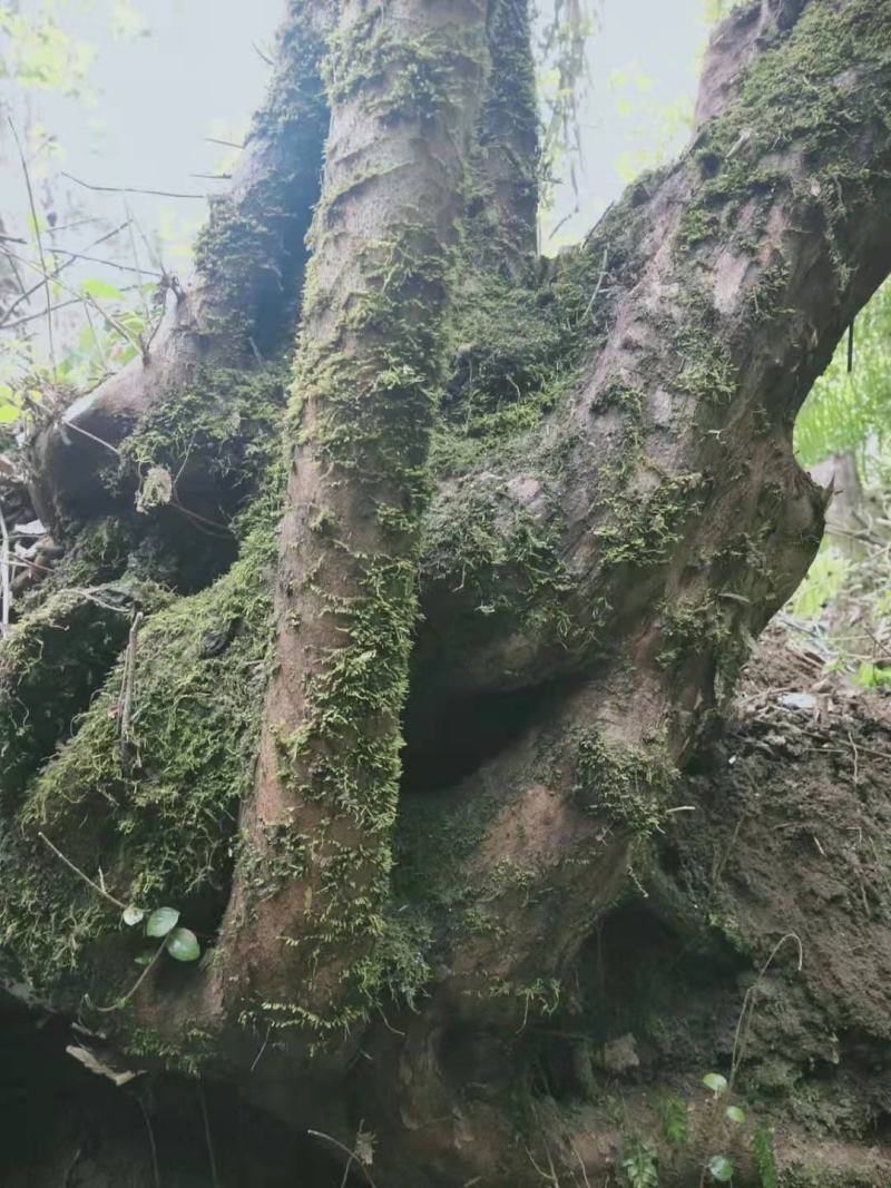 白花檵木桩已移栽成活米径10～35cm造型特好，中，一般