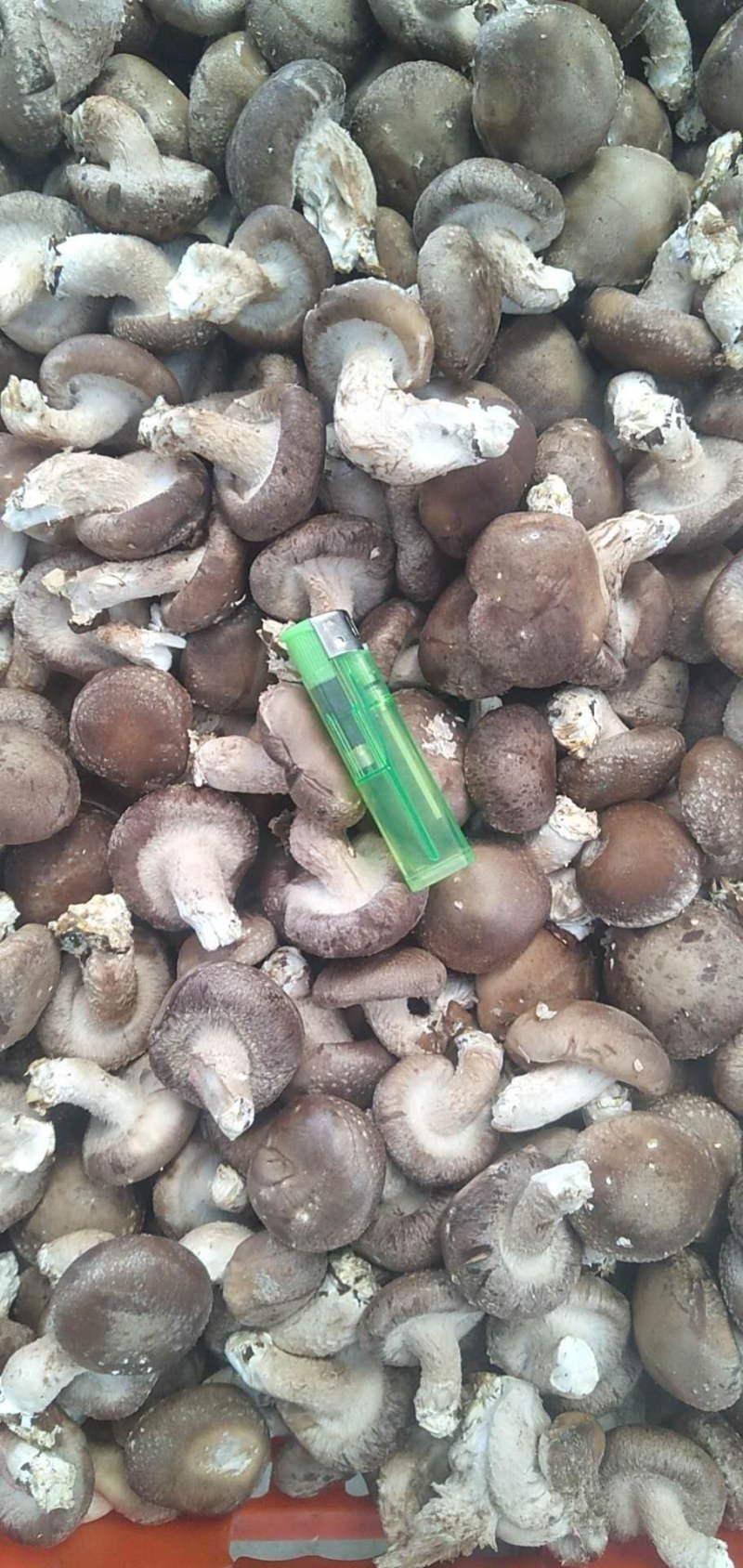 3-5公分规格，大集电商平台工厂专用香菇量大优惠
