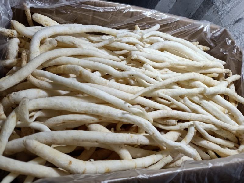 【精品】川明参地摊货，整年供货。沟通好下单，以免货发错