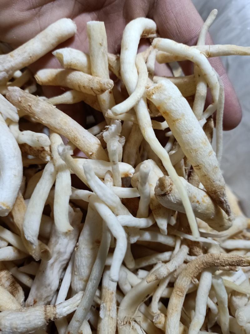 【精品】川明参地摊货，整年供货。沟通好下单，以免货发错