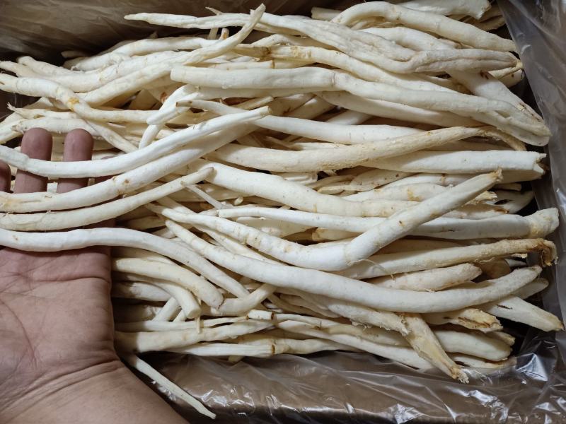 【精品】川明参地摊货，整年供货。沟通好下单，以免货发错