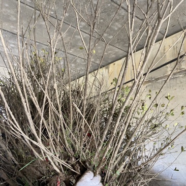 大叶栀子花地被小苗丛生球类腾尚园林常年供应