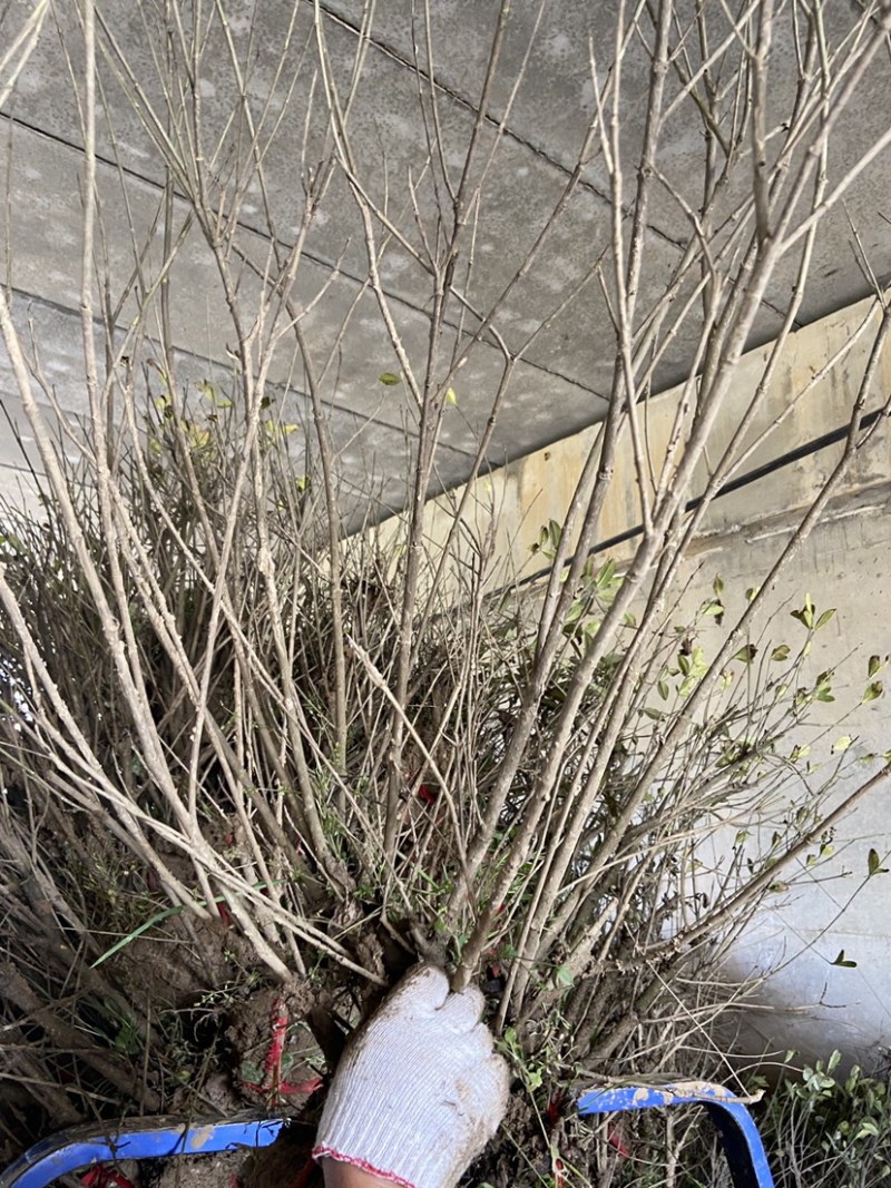 大叶栀子花地被小苗丛生球类腾尚园林常年供应