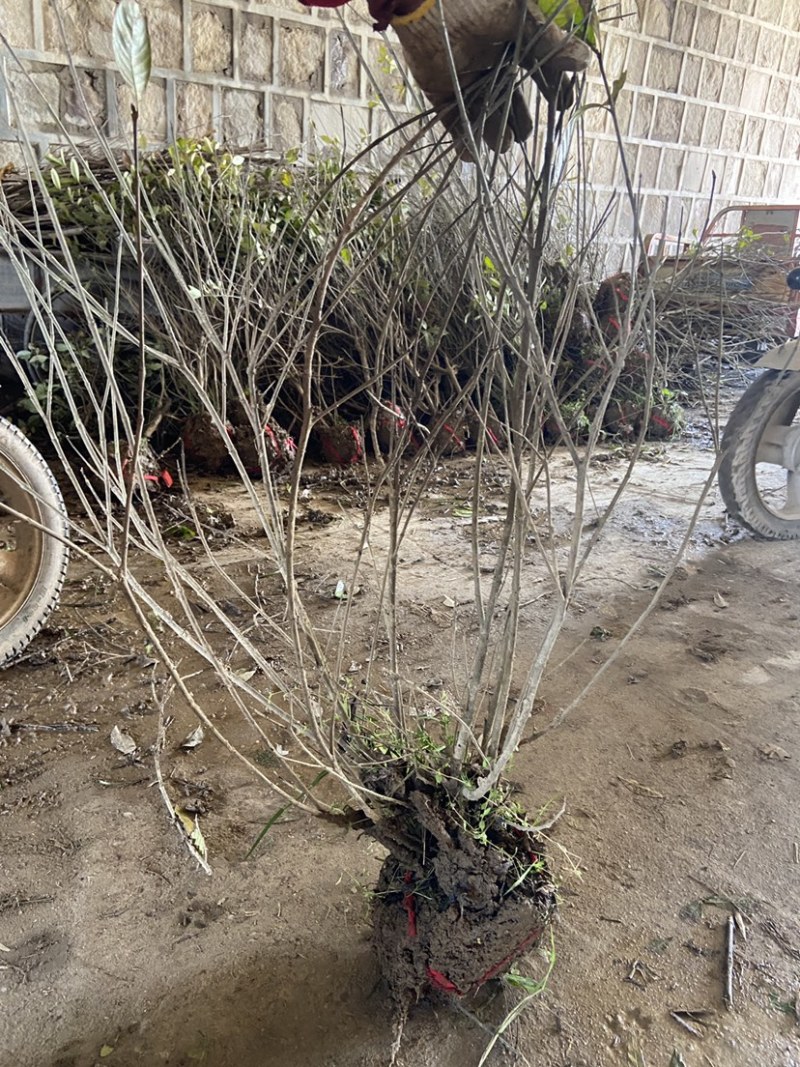 大叶栀子花地被小苗丛生球类腾尚园林常年供应