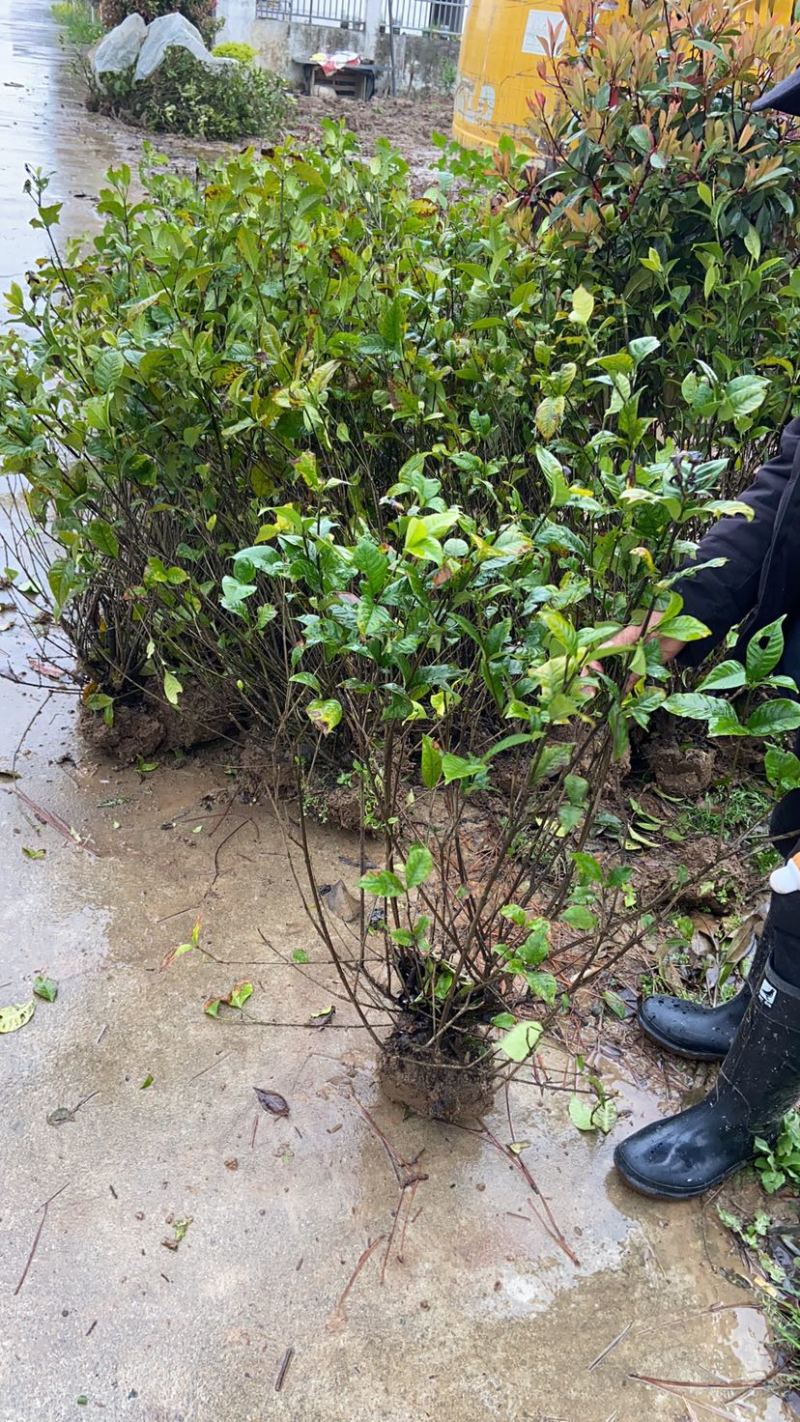 大叶栀子花地被小苗丛生球类腾尚园林常年供应