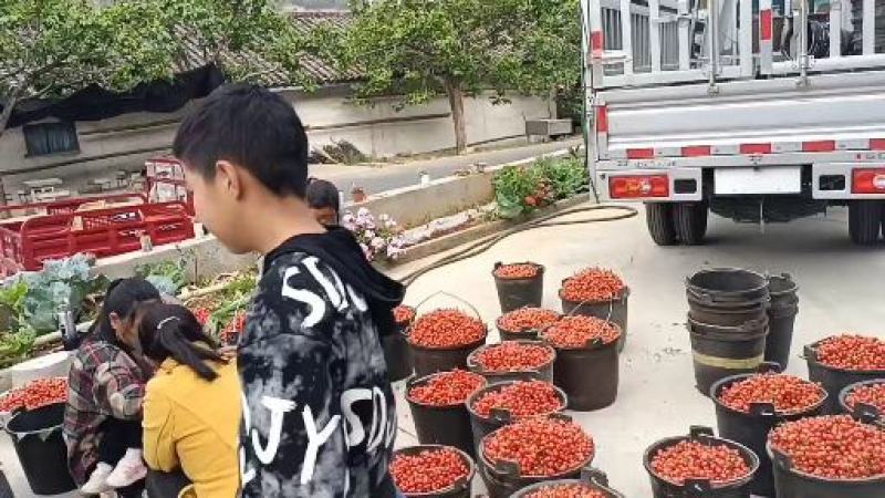 四川精品美早樱桃开始上市现在开始大量啦，各位老总价格随行