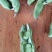 绿蚕豆，整车上货，蚕豆，四川蔬菜，上市中，大蚕豆全国直供
