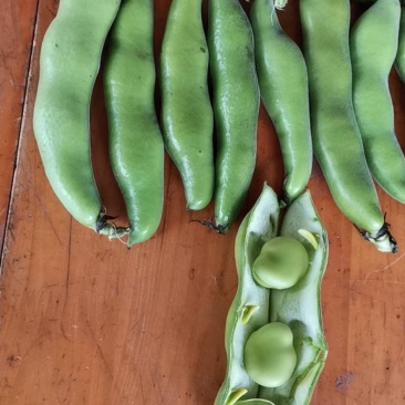 绿蚕豆，整车上货，蚕豆，四川蔬菜，上市中，大蚕豆全国直供
