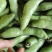 绿蚕豆，整车上货，蚕豆，四川蔬菜，上市中，大蚕豆全国直供