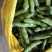 绿蚕豆，整车上货，蚕豆，四川蔬菜，上市中，大蚕豆全国直供