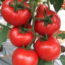 西红柿种子，无限生长，生长势强，果色大红，果型好。