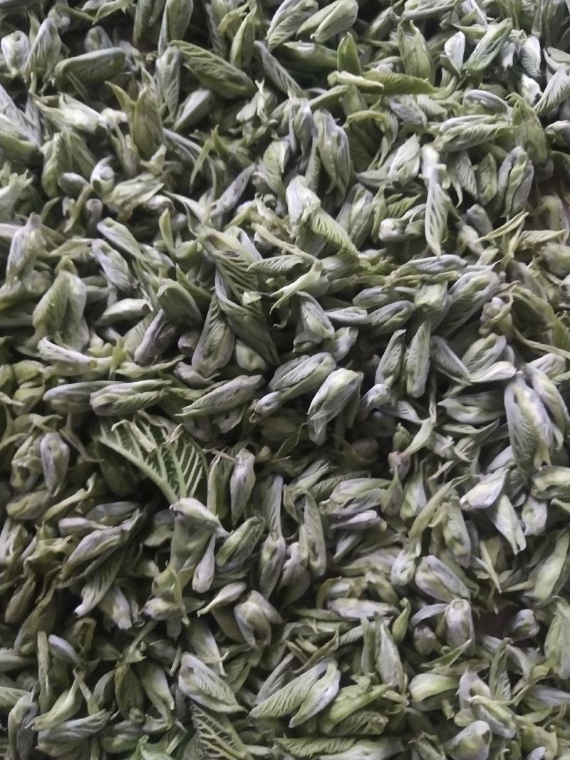 桑芽茶，精选芽茶