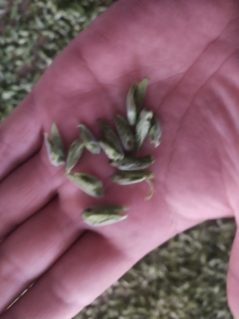 桑芽茶，精选芽茶