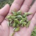 桑芽茶，精选芽茶