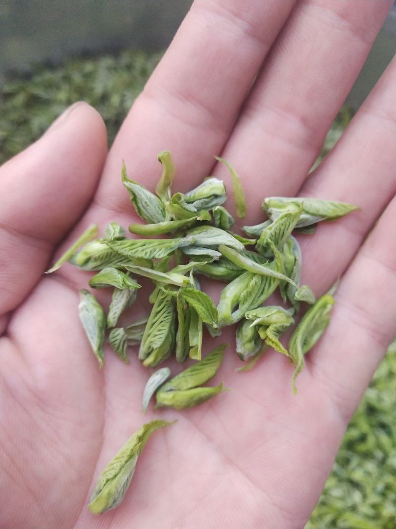 桑芽茶，精选芽茶